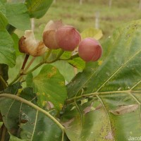 Operculina turpethum (L.) Silva Manso